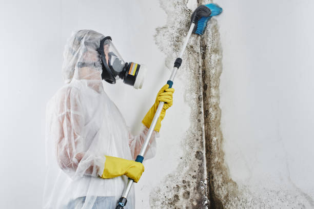 Best Emergency Mold Remediation in Robins, IA