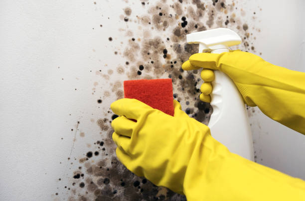 Best Industrial Mold Remediation in Robins, IA